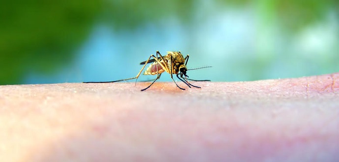 ios d neilou xalandri 2