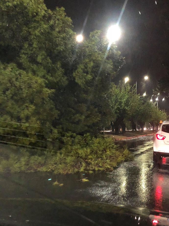 ptwsh dendrou papanikolh xalandri