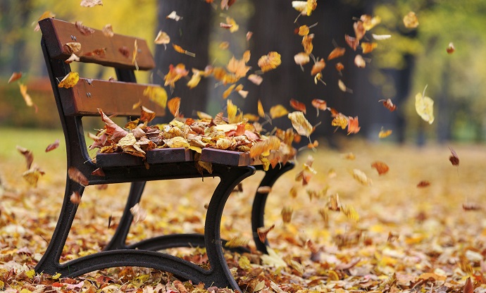 wind leaves xalandri